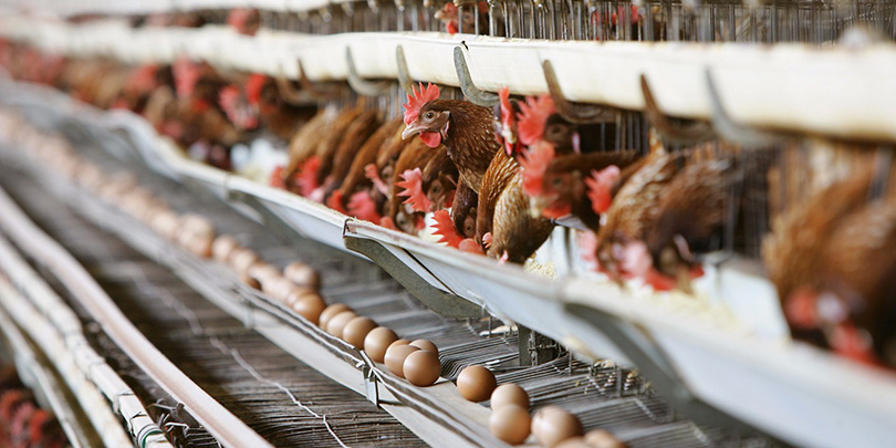 Fipronil