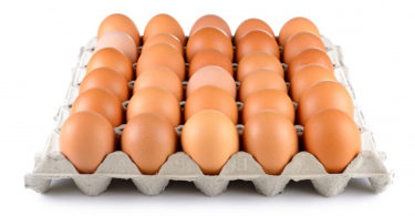 Oeufs Fipronil