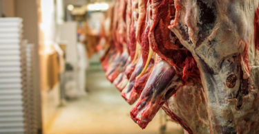 Meat cattle - abattoir carcass