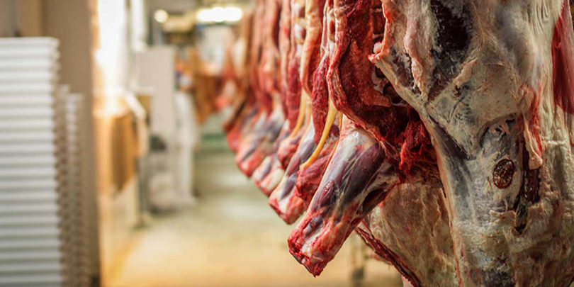 Meat cattle - abattoir carcass