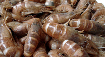 Rappel : Crevettes grises cuites