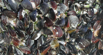 Huîtres, moules, palourdes contaminées par des toxines paralysantes