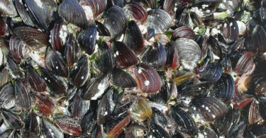 Moules de l'Etang de Thau