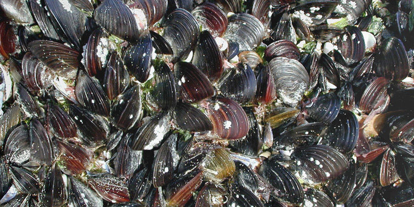 Moules de l'Etang de Thau