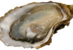 Oyster