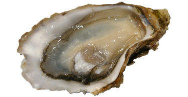 Oyster