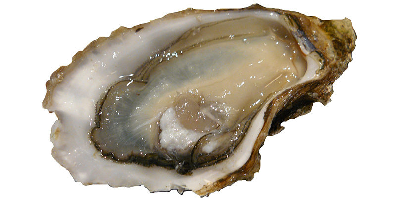 Oyster