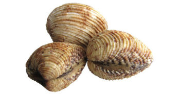 Clams Common to Salmonella