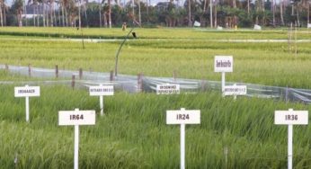 GMOS : Lies and truths