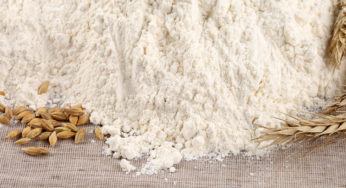 wheat flour contaminated ochratoxin A