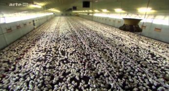 germ killers : the scourge of intensive farming