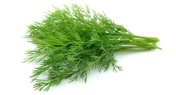 Dill salmonella