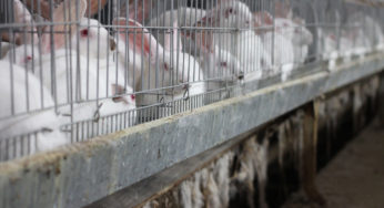 Pétition contre les animaux en cage lancée par 130 ONG